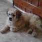 Jacky descansando y con el pelo corto